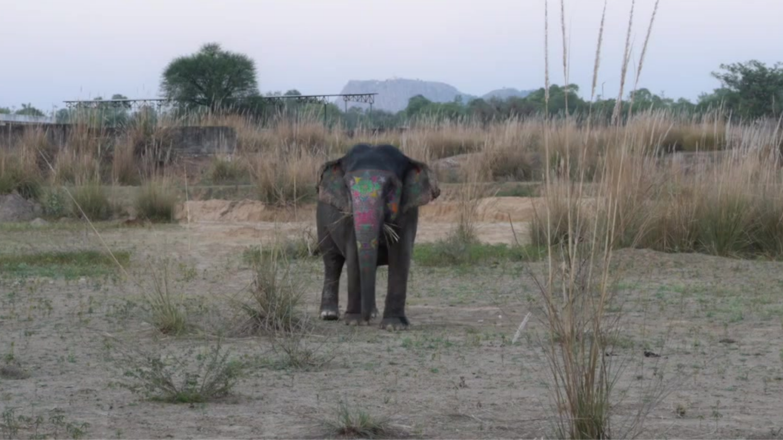 Wild elephant moving through grassland at dusk — the silent approach that GAJ-DASTAK detects