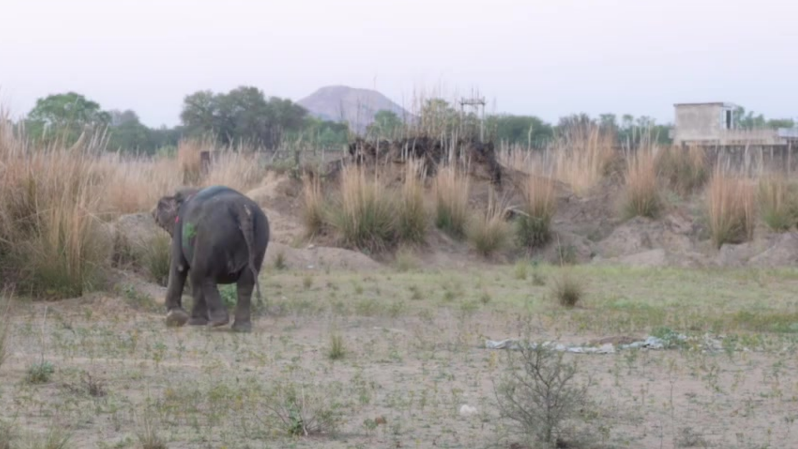 Elephant traversing forest-edge landscape — intelligent animals that remember and adapt