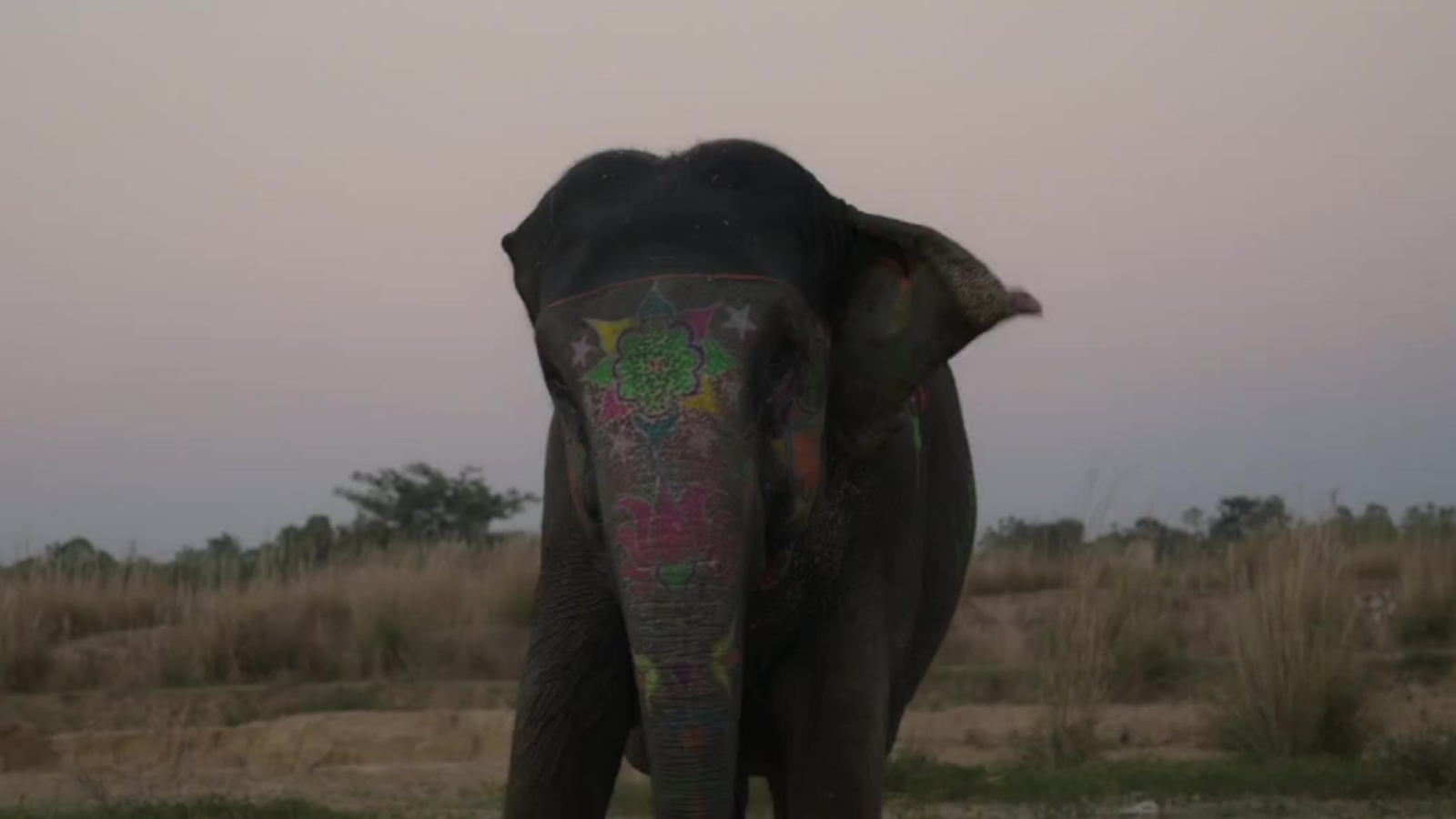 Close-up of a decorated elephant in India